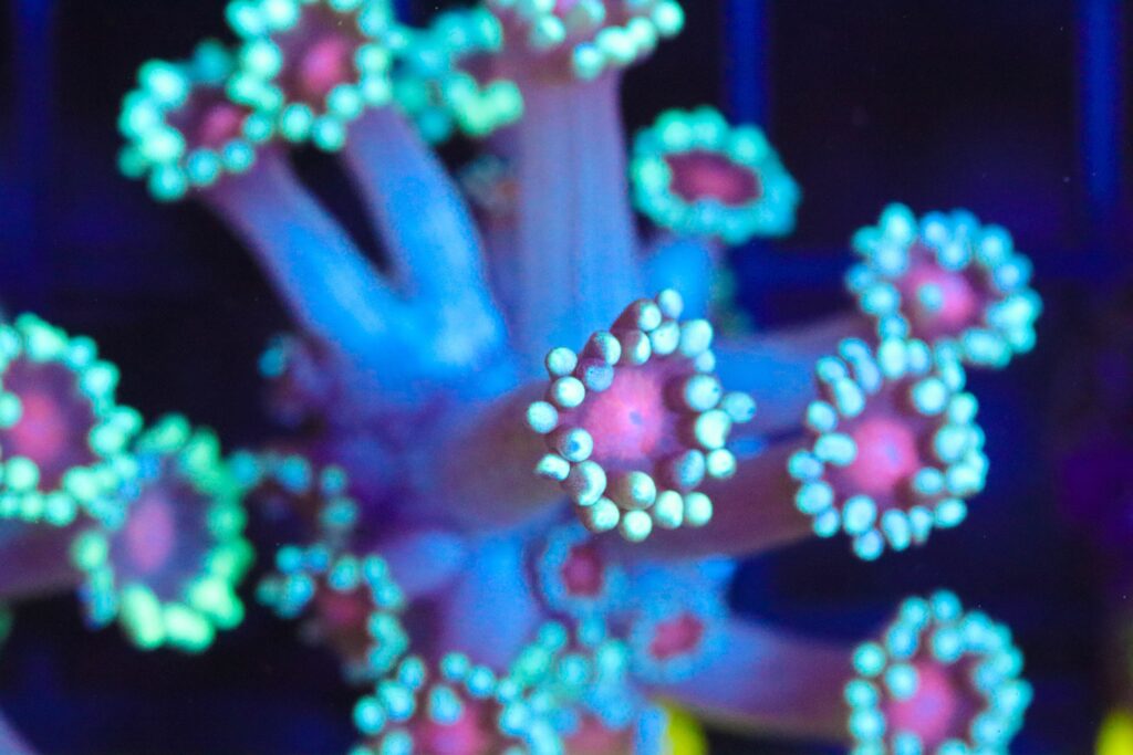 Frag Box Corals