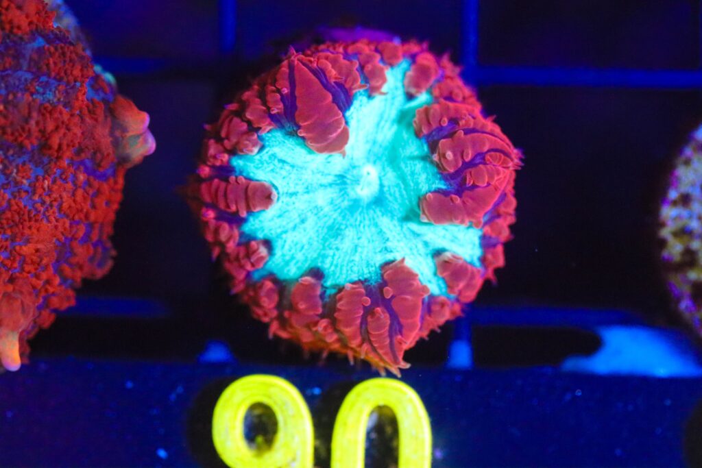 Frag Box Corals