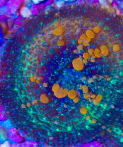 Wysiwyg Sunkissed Bounce Mushroom