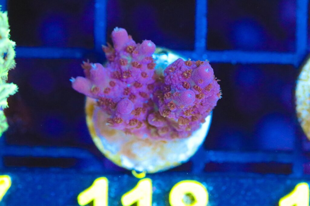 Frag Box Corals