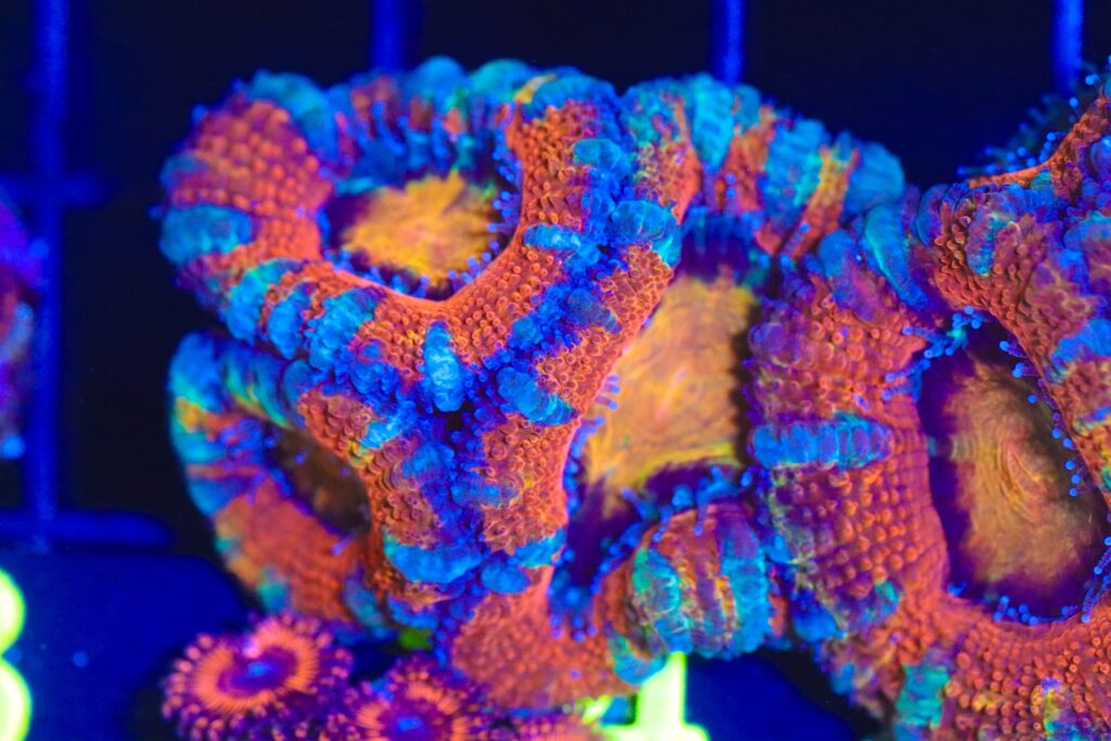 Frag Box Corals