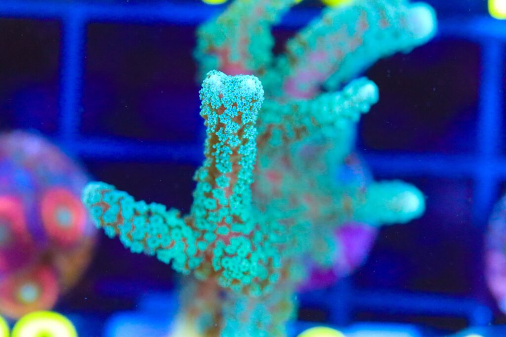 Frag Box Corals