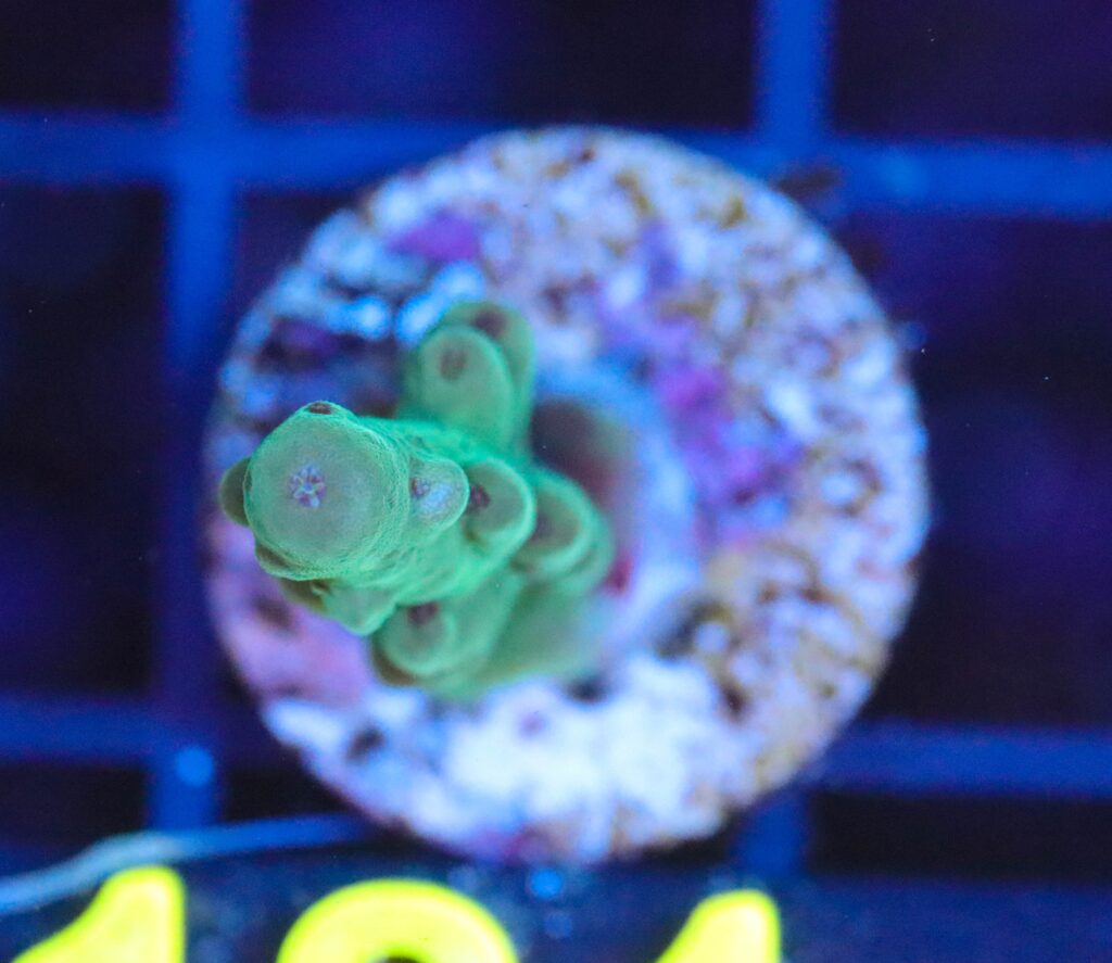 Frag Box Corals