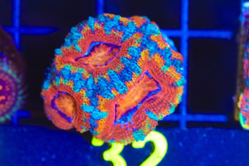 Frag Box Corals