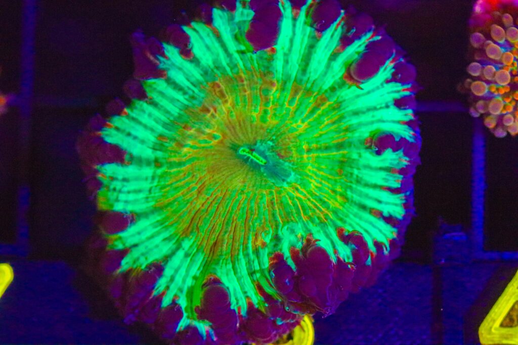 Frag Box Corals