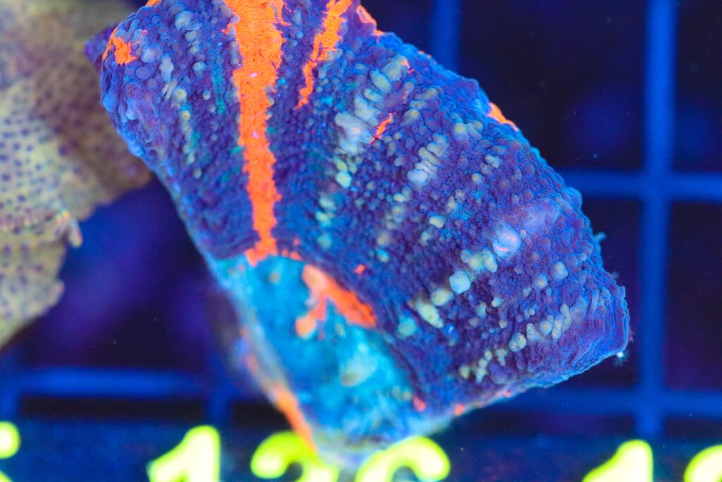 Frag Box Corals
