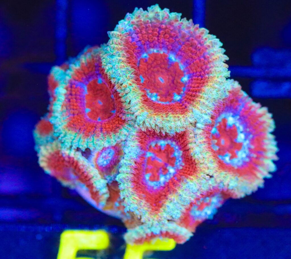 Frag Box Corals