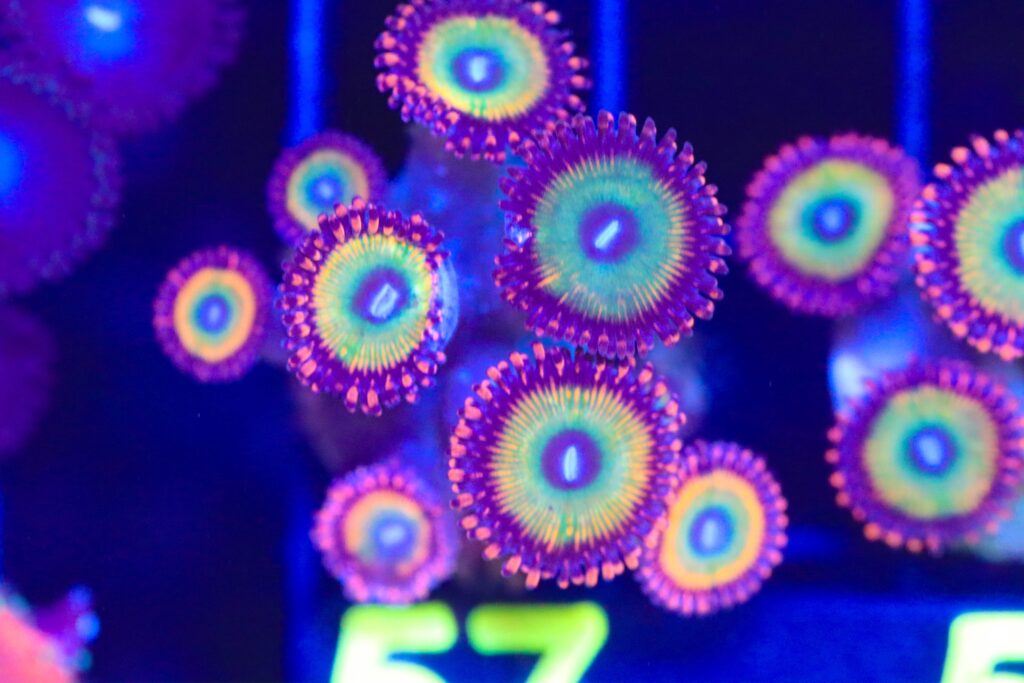 Frag Box Corals