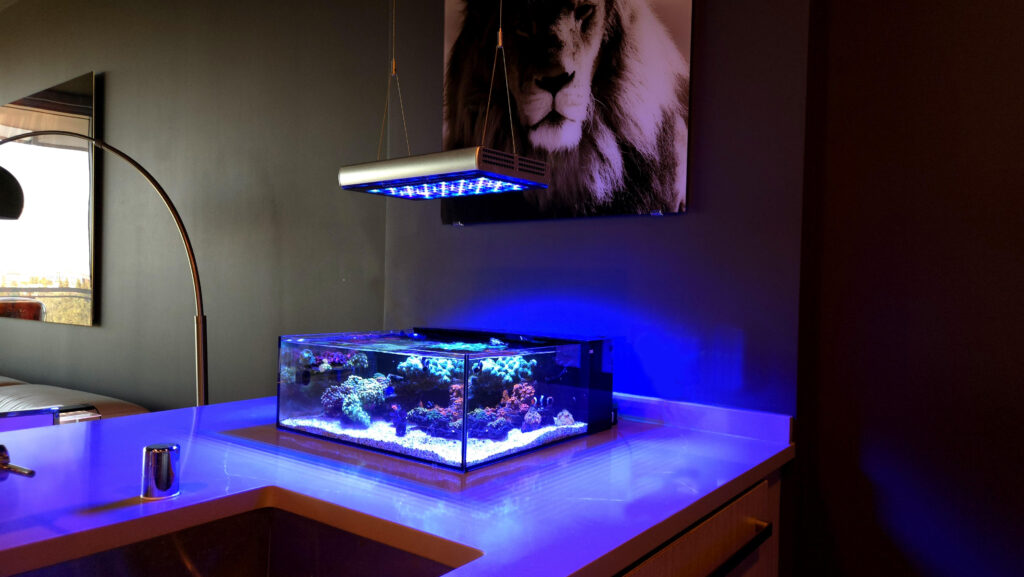 Frag Box Corals