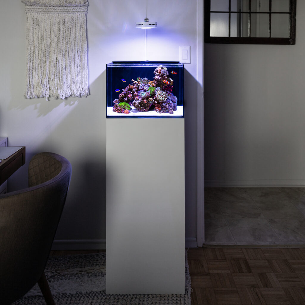Frag Box Corals