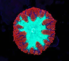 Frag Box Corals