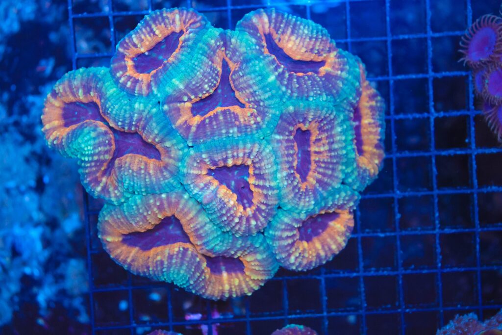 Frag Box Corals