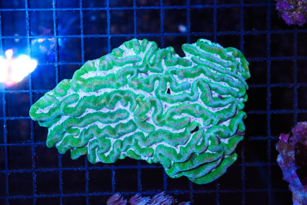 Frag Box Corals