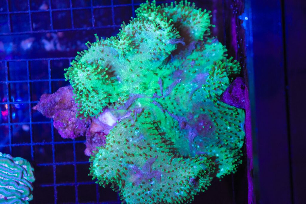 Frag Box Corals