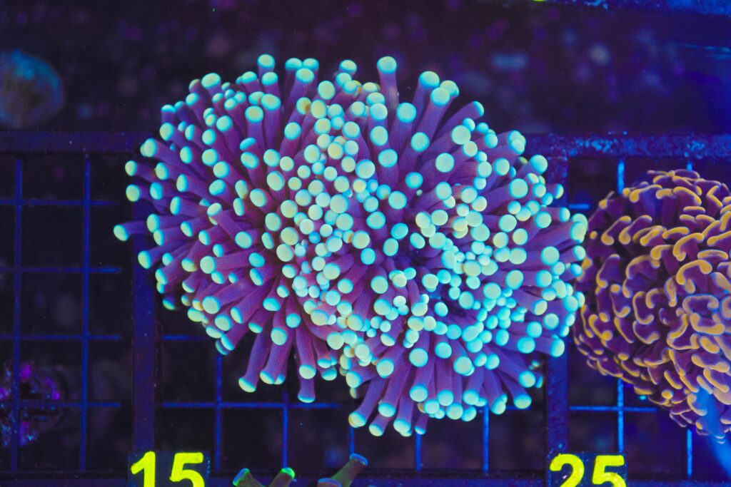 Frag Box Corals