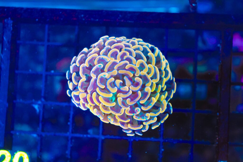 Frag Box Corals