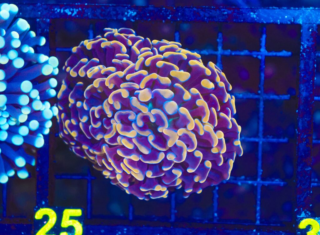 Frag Box Corals