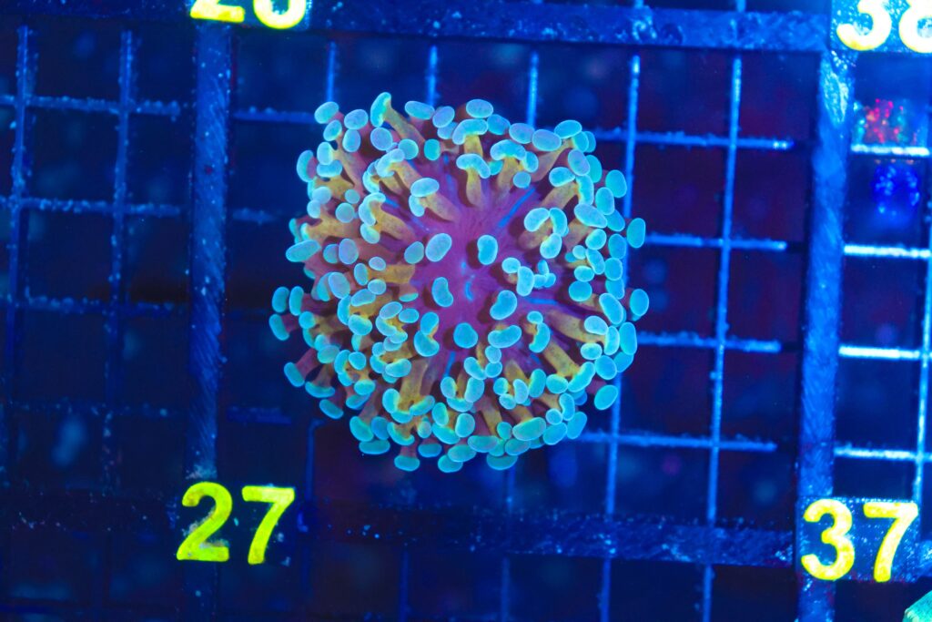 Frag Box Corals