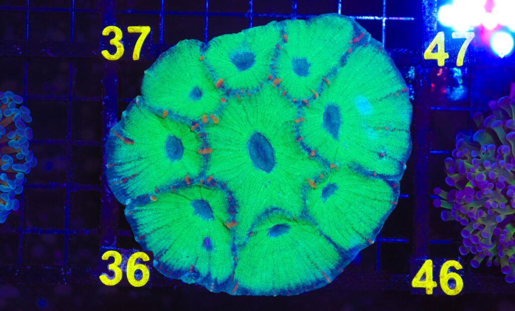 Frag Box Corals
