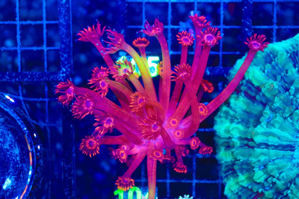 Frag Box Corals