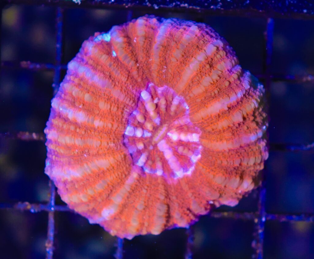 Frag Box Corals
