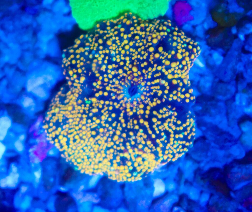 Frag Box Corals