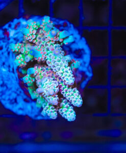 Rainbow Acropora Tenuis