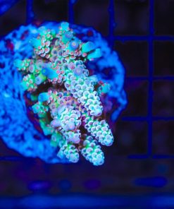 Rainbow Acropora Tenuis