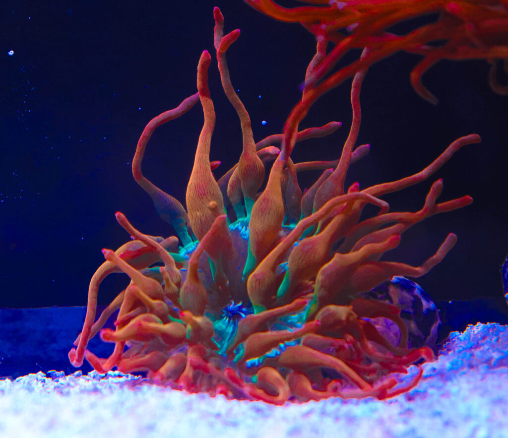 Frag Box Corals
