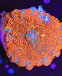 Orange Freeze Mushroom Frag (Row #95:B)