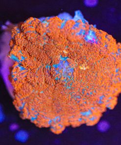 Orange Freeze Mushroom Frag (Row #95:B)