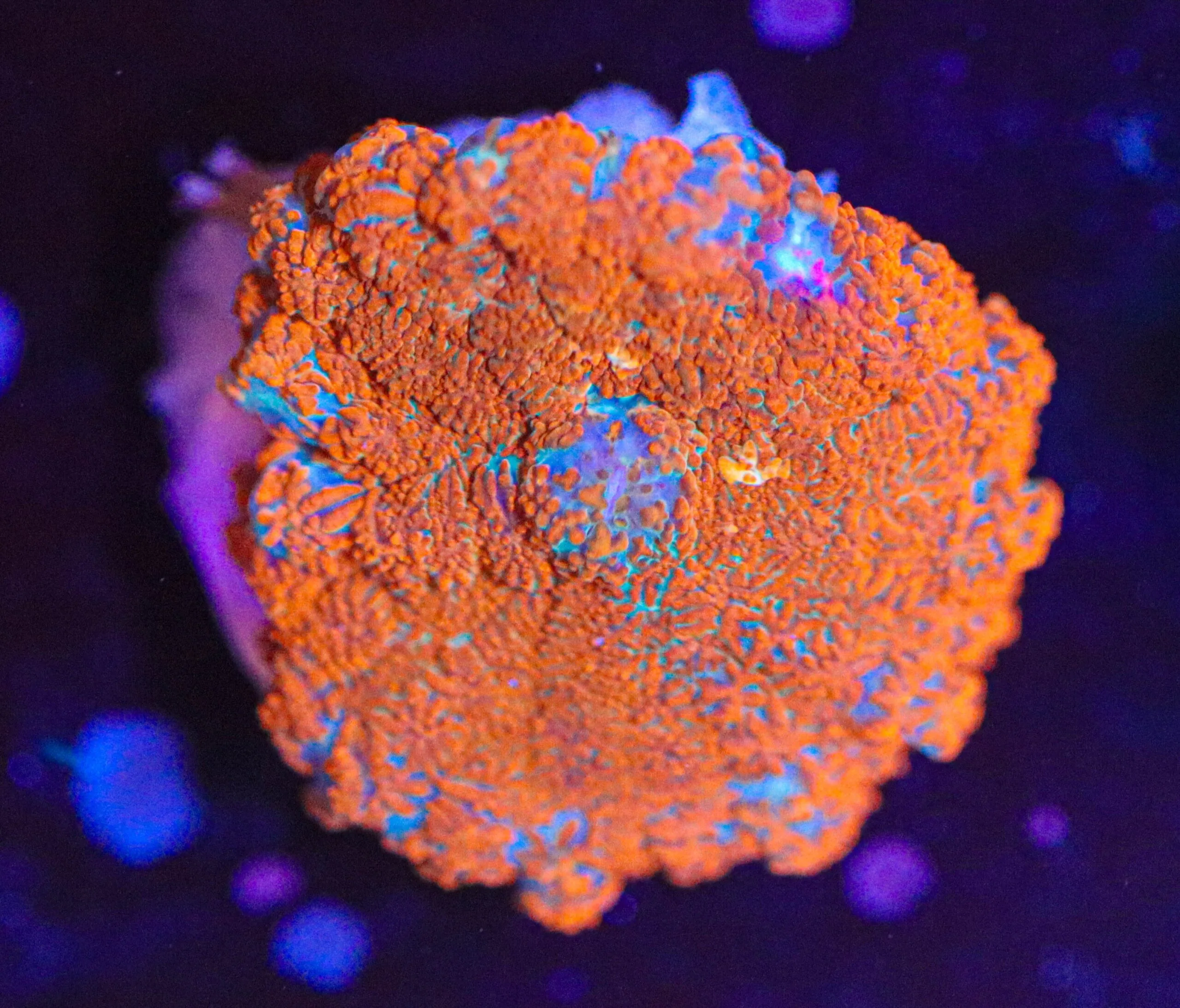 Frag Box Corals