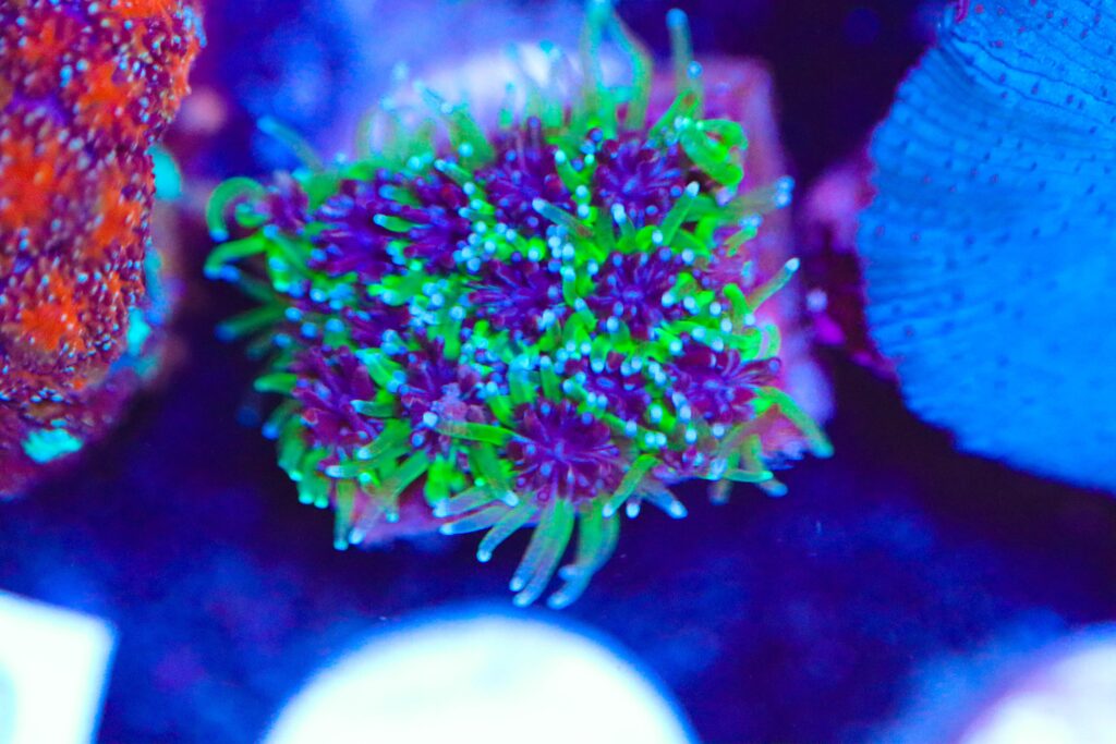 Frag Box Corals