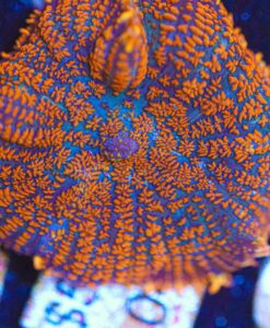 Rhodactis Fireburst Mushroom Frag (Row #104)
