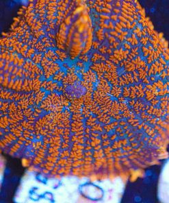 Massive Rhodactis Fireburst Mushroom Frag(Row #105)