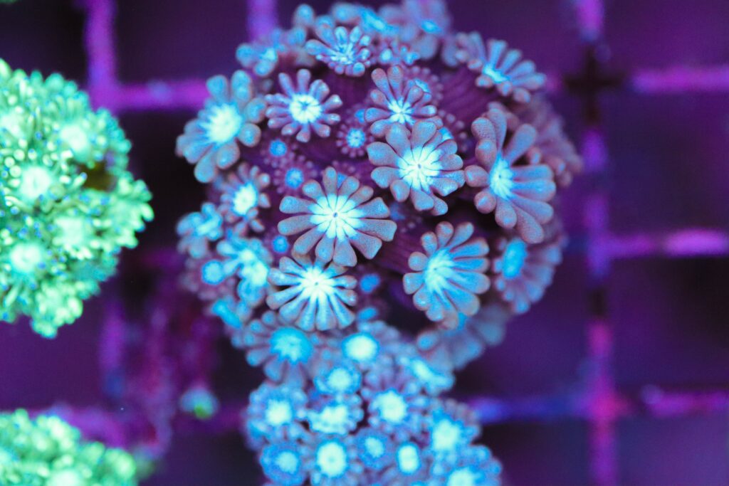 Frag Box Corals