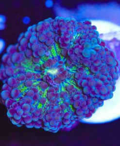 Blue Purple Ricordea Yuma Frag  (Row #106)