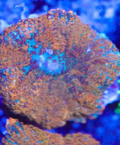 Orange Mushroom Coral Frag (Row #94) Rhodactis Mushroom