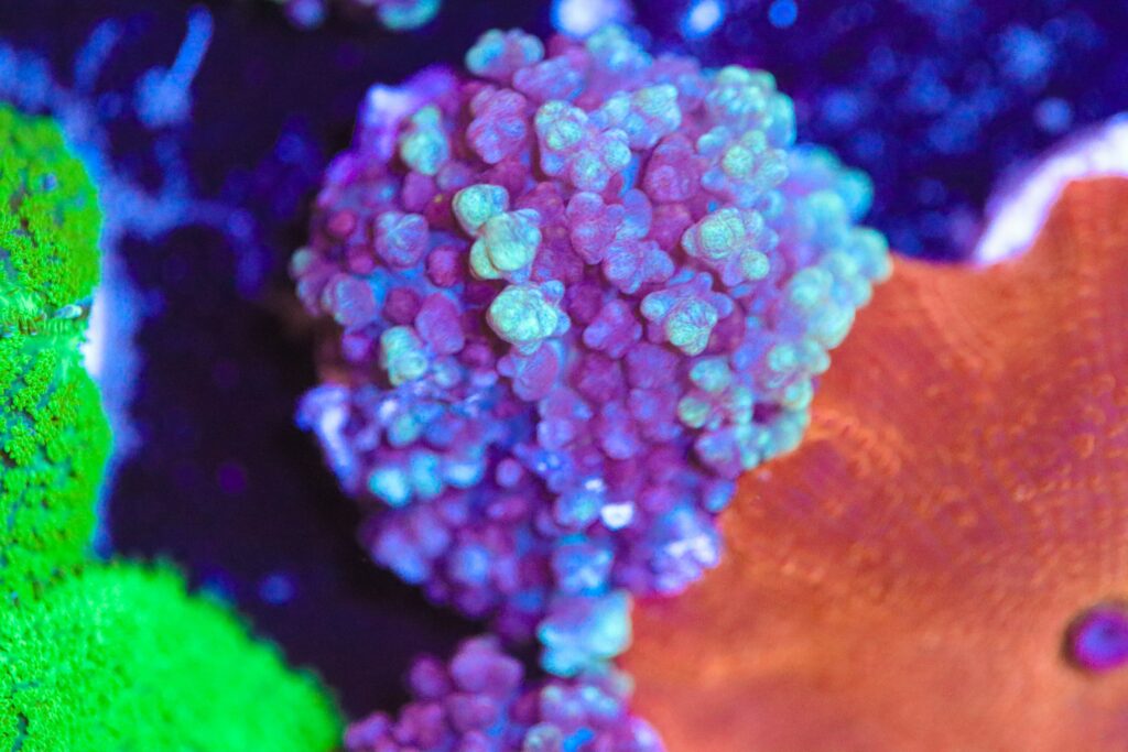 Frag Box Corals