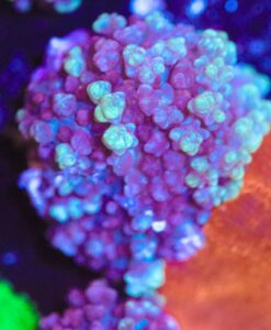 Pop Corn Mushroom Frag (Row #101:B)