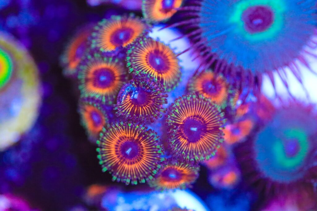 Frag Box Corals