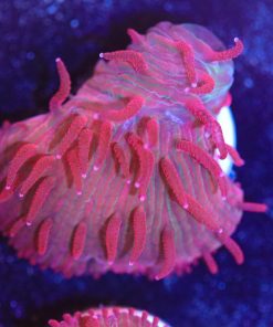 Red on Red Diaseris Plate Coral Frag (Row #62)