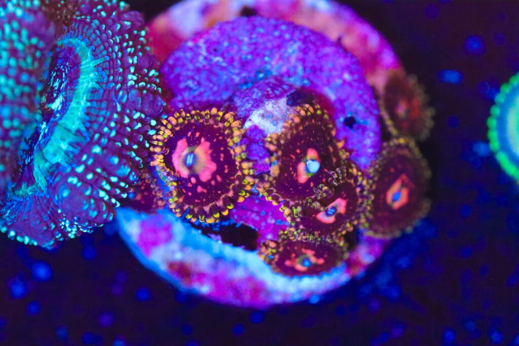 Frag Box Corals