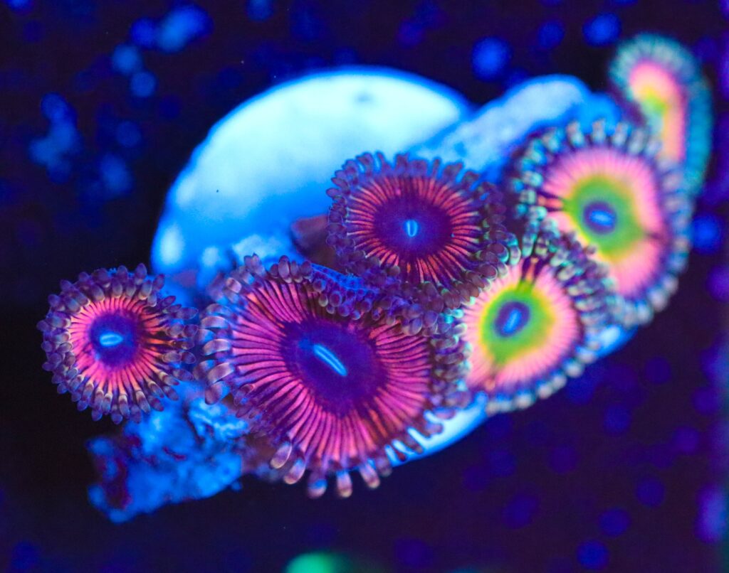 Frag Box Corals