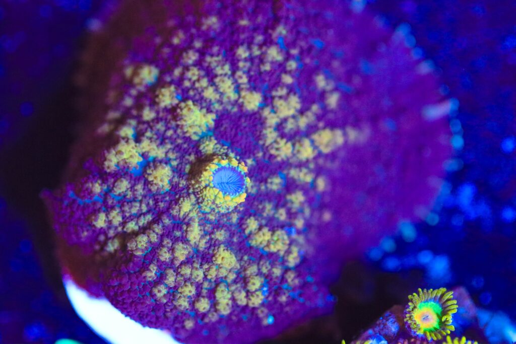 Frag Box Corals