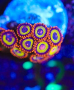 Wysiwyg Fruit Loop Zoanthids [F32]
