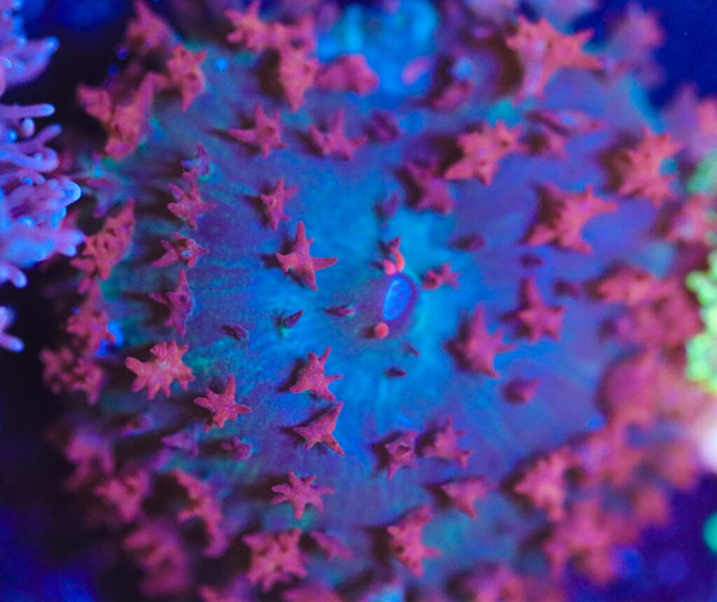 Frag Box Corals