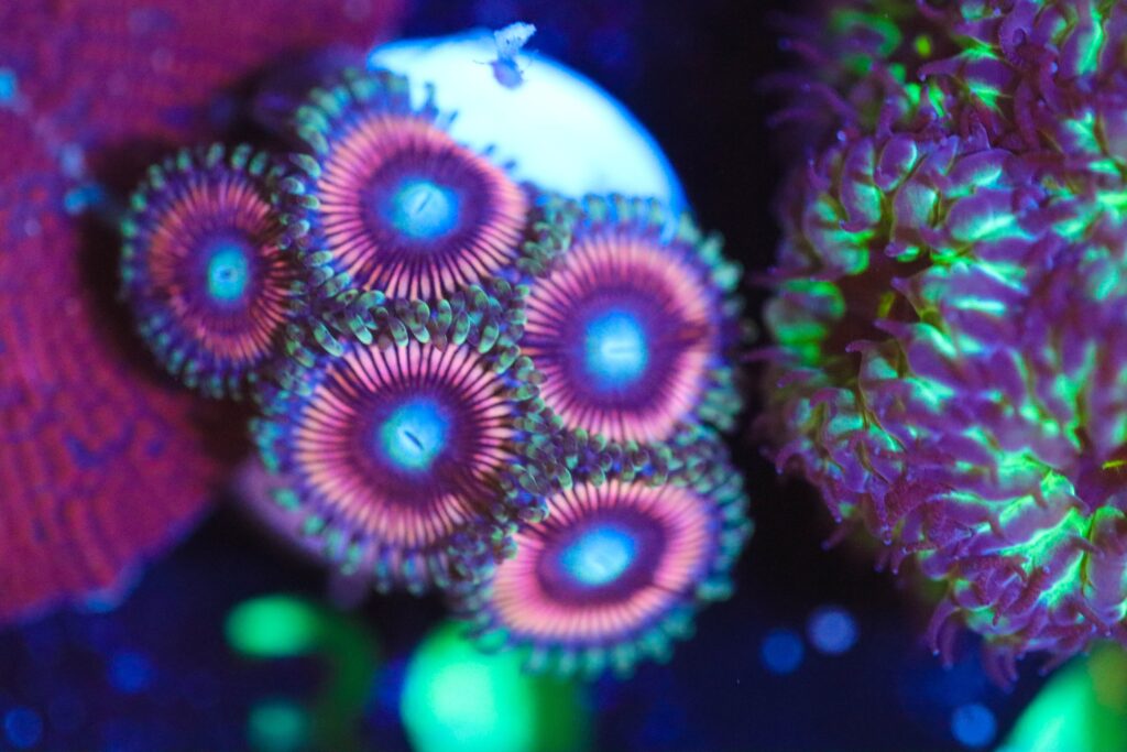 Frag Box Corals