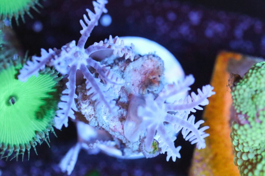 Frag Box Corals
