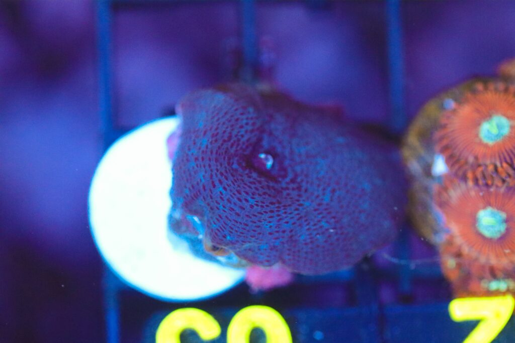Frag Box Corals